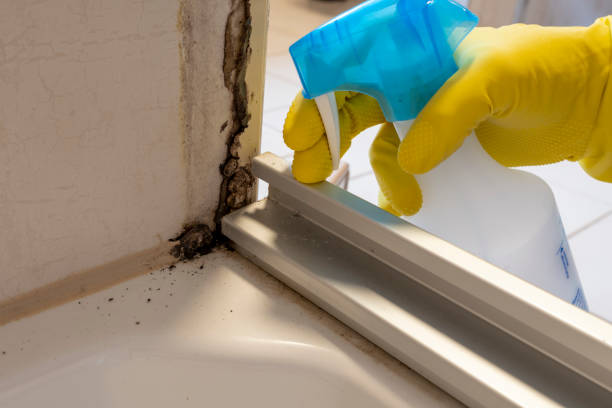 Best Toxic Mold Removal  in Dumas, TX