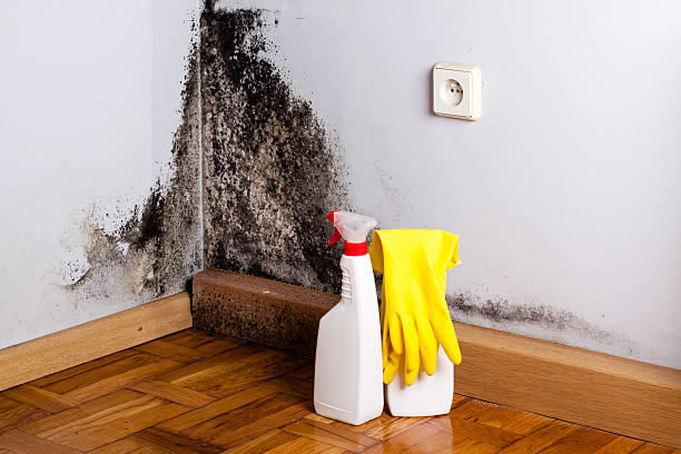 Best Mold Testing  in Dumas, TX