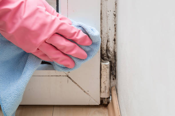 Best Mold Damage Repair  in Dumas, TX