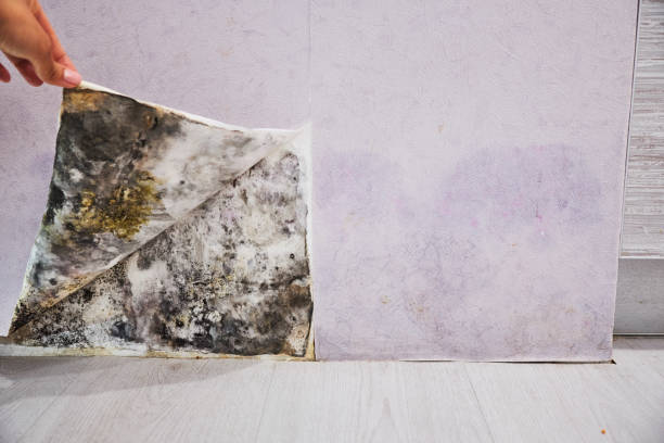 Best Affordable Mold Removal  in Dumas, TX